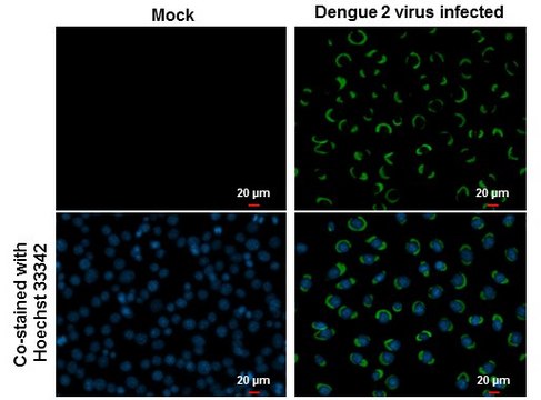 Anti-NS1 antibody produced in rabbit affinity isolated antibody, buffered aqueous solution