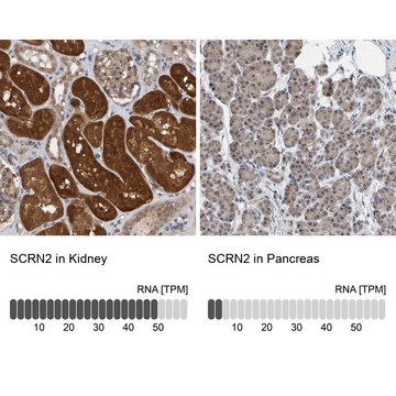 Anti-SCRN2 antibody produced in rabbit Prestige Antibodies&#174; Powered by Atlas Antibodies, affinity isolated antibody, buffered aqueous glycerol solution, Ab1