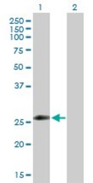 Anti-ZNF266 antibody produced in rabbit purified immunoglobulin, buffered aqueous solution