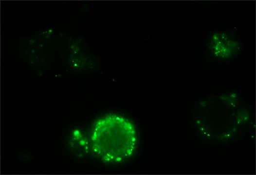 Anti-Dog IgG (whole molecule)–FITC antibody produced in rabbit IgG fraction of antiserum, buffered aqueous solution