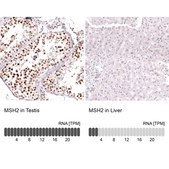 Monoclonal Anti-Msh2 Antibody Produced In Mouse Prestige Antibodies® Powered by Atlas Antibodies, clone CL13713, affinity isolated antibody, buffered aqueous glycerol solution