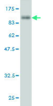 Monoclonal Anti-SHC4 antibody produced in mouse clone 2F5, purified immunoglobulin, buffered aqueous solution