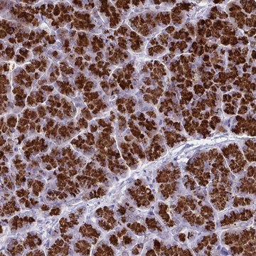 Anti-TANK antibody produced in rabbit Prestige Antibodies&#174; Powered by Atlas Antibodies, affinity isolated antibody, buffered aqueous glycerol solution