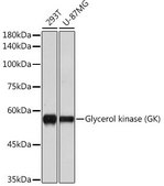 Anti-Glycerol kinase (GK) antibody produced in rabbit