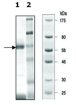 Tankyrase 2 [849-1166] active human recombinant, expressed in baculovirus infected Sf9 cells, &#8805;30% (SDS-PAGE)