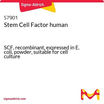 Stem Cell Factor human SCF, recombinant, expressed in E. coli, powder, suitable for cell culture