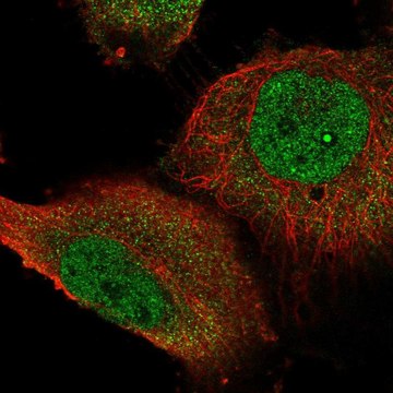 Anti-STOX1 antibody produced in rabbit Prestige Antibodies&#174; Powered by Atlas Antibodies, affinity isolated antibody