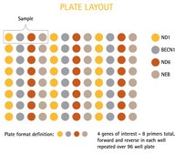 NovaQUANT® Human Mitochondrial to Nuclear DNA Ratio Kit qPCR format, for human DNA sample extracted from cells or tissues of interest