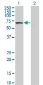 Monoclonal Anti-KLHDC4 antibody produced in mouse clone 4G11, purified immunoglobulin, buffered aqueous solution