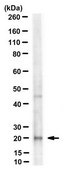 Anti-MED28 Antibody, clone 7E1 clone 7E1, from mouse