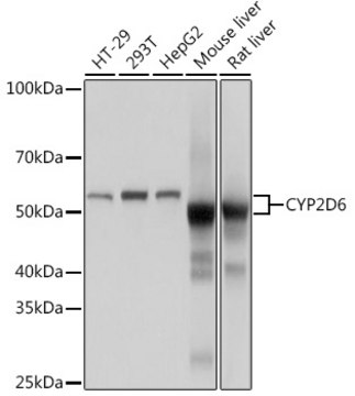 Anti-CYP2D6 Antibody, clone 1X3F0, Rabbit Monoclonal