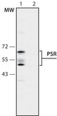 Anti-Phosphatidylserine Receptor antibody produced in rabbit 1-1.5 mg/mL, affinity isolated antibody, buffered aqueous solution