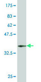 Monoclonal Anti-AATF antibody produced in mouse clone 3C7, purified immunoglobulin, buffered aqueous solution