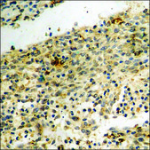 Anti-phospho-Histone H2A.X (pSer139) antibody produced in rabbit affinity isolated antibody
