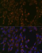 Anti-CLPP antibody produced in rabbit