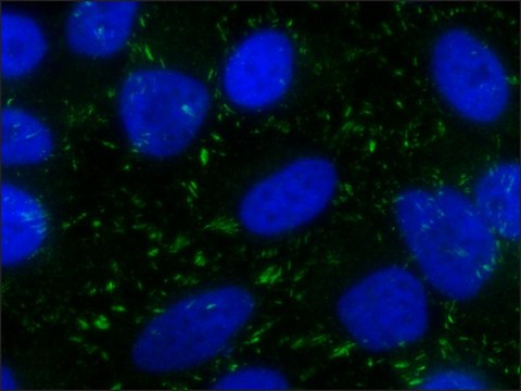 抗-黏着斑蛋白抗体，小鼠单克隆抗体 clone VIN-11-5, purified from hybridoma cell culture