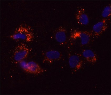 Anti-DDX6 antibody, Mouse monoclonal clone DDX6-34, purified from hybridoma cell culture