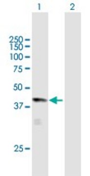 Anti-HAO1 antibody produced in mouse purified immunoglobulin, buffered aqueous solution