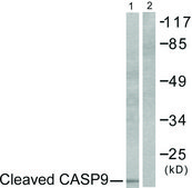 Anti-CASP9 (CLEAVED-ASP353), C-Terminal antibody produced in rabbit affinity isolated antibody