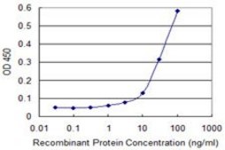 ANTI-AK1 antibody produced in mouse clone 4C2-1A8, purified immunoglobulin, buffered aqueous solution