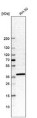 Anti-SHISA2 antibody produced in rabbit Prestige Antibodies® Powered by Atlas Antibodies, affinity isolated antibody