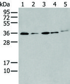 Anti-HOXC4 affinity isolated antibody