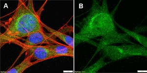 Anti-VCP Antibody, clone 1L10 ZooMAb® Rabbit Monoclonal recombinant, expressed in HEK 293 cells