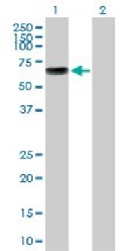 Anti-KCNA1 antibody produced in mouse purified immunoglobulin, buffered aqueous solution