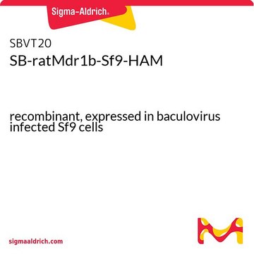 SB-ratMdr1b-Sf9-HAM recombinant, expressed in baculovirus infected Sf9 cells