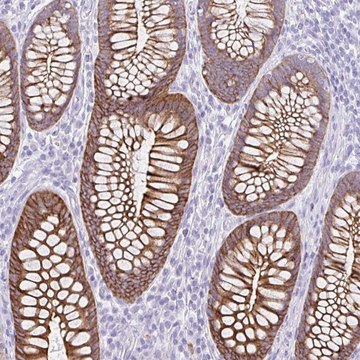 Anti-DTWD2 antibody produced in rabbit Prestige Antibodies&#174; Powered by Atlas Antibodies, affinity isolated antibody, buffered aqueous glycerol solution