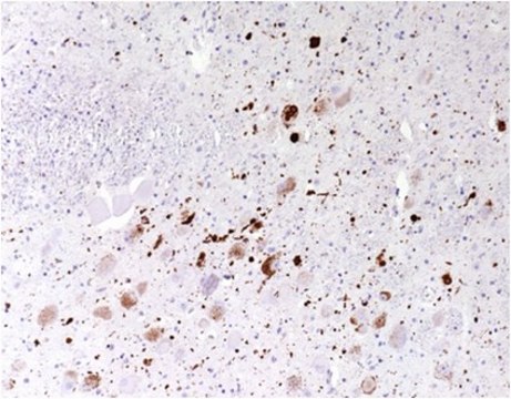 Anti-Aggregated a-Synuclein Antibody, clone 5G4 clone 5G4, from mouse, purified by affinity chromatography