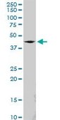 Anti-SS18 antibody produced in mouse purified immunoglobulin, buffered aqueous solution