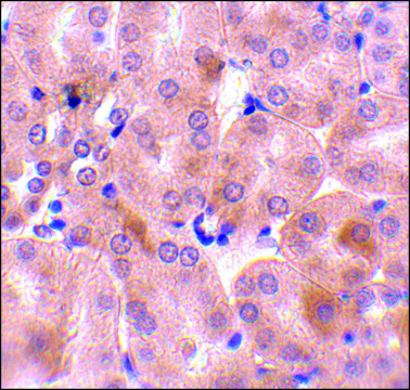 Anti-BFL-1 (ab1) antibody produced in rabbit affinity isolated antibody, buffered aqueous solution