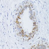 Anti-Lamin antibody produced in rabbit