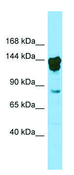 Anti-Cux2 (N-terminal) antibody produced in rabbit affinity isolated antibody