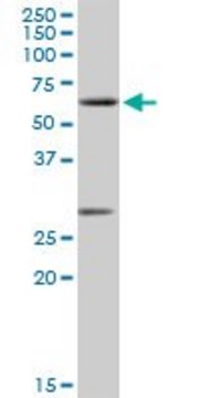 Anti-CLK2 antibody produced in rabbit purified immunoglobulin, buffered aqueous solution