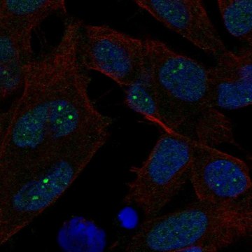 Anti-EXO1 antibody produced in rabbit Prestige Antibodies&#174; Powered by Atlas Antibodies, affinity isolated antibody