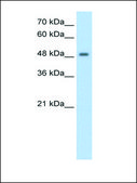 Anti-FBXL7 antibody produced in rabbit IgG fraction of antiserum