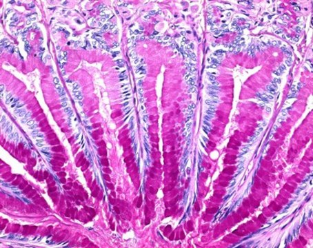 Entellan&#8482; 新封片胶 for microscopy