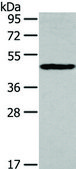 Anti-IL3RA affinity isolated antibody