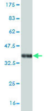 ANTI-NEUROG1 antibody produced in mouse clone 4G10, purified immunoglobulin, buffered aqueous solution