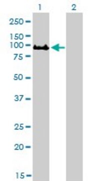 Monoclonal Anti-GOLGA5 antibody produced in mouse clone 6B3, purified immunoglobulin, buffered aqueous solution