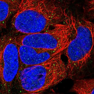 Anti-EDA antibody produced in rabbit Prestige Antibodies&#174; Powered by Atlas Antibodies, affinity isolated antibody