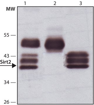 抗 Sirt2 兔抗 affinity isolated antibody, buffered aqueous solution