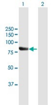 Anti-RECQL4 antibody produced in mouse purified immunoglobulin, buffered aqueous solution