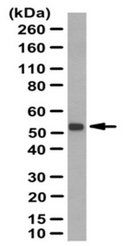 Anti-NOXA1 Antibody from rabbit, purified by affinity chromatography