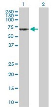 Anti-CHRND antibody produced in rabbit purified immunoglobulin, buffered aqueous solution