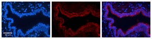 Anti-TKT antibody produced in rabbit affinity isolated antibody