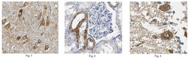 Anti-Cox-1, clone 5C5.1 Antibody clone 5C5.1, 1&#160;mg/mL, from mouse