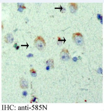 Anti-APP Antibody, AEP-cleaved (585N) serum, from rabbit